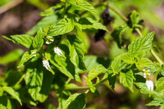 Image de Heliotropium angiospermum Murray