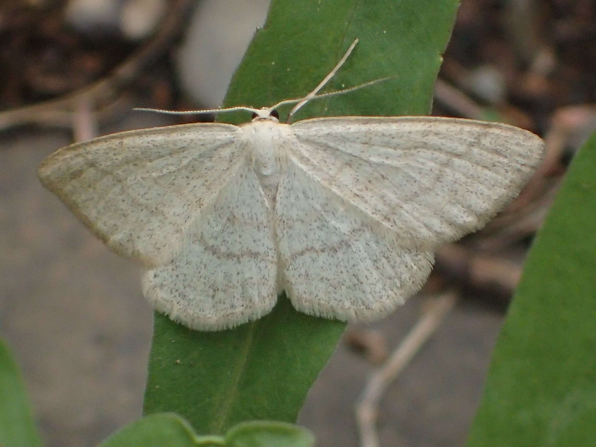 Image of Frigid wave moth