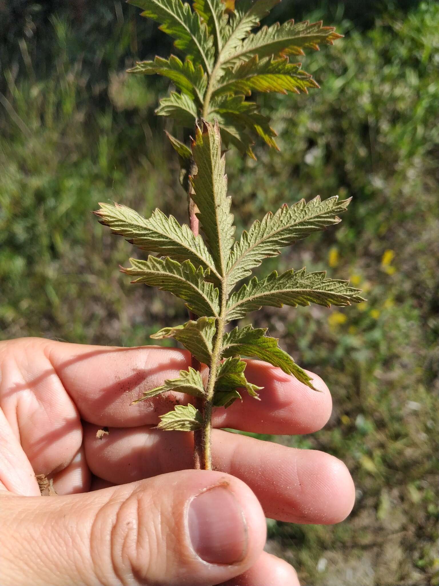 Image of Potentilla longifolia Willd.