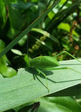 Image of Greater Angle-wing Katydid