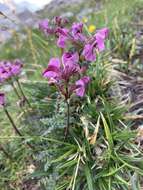 Image of beaked lousewort