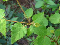 Image of Croton malvaviscifolius Millsp.