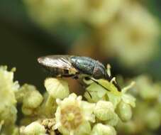 Image of Stomorhina discolor (Fabricius 1794)