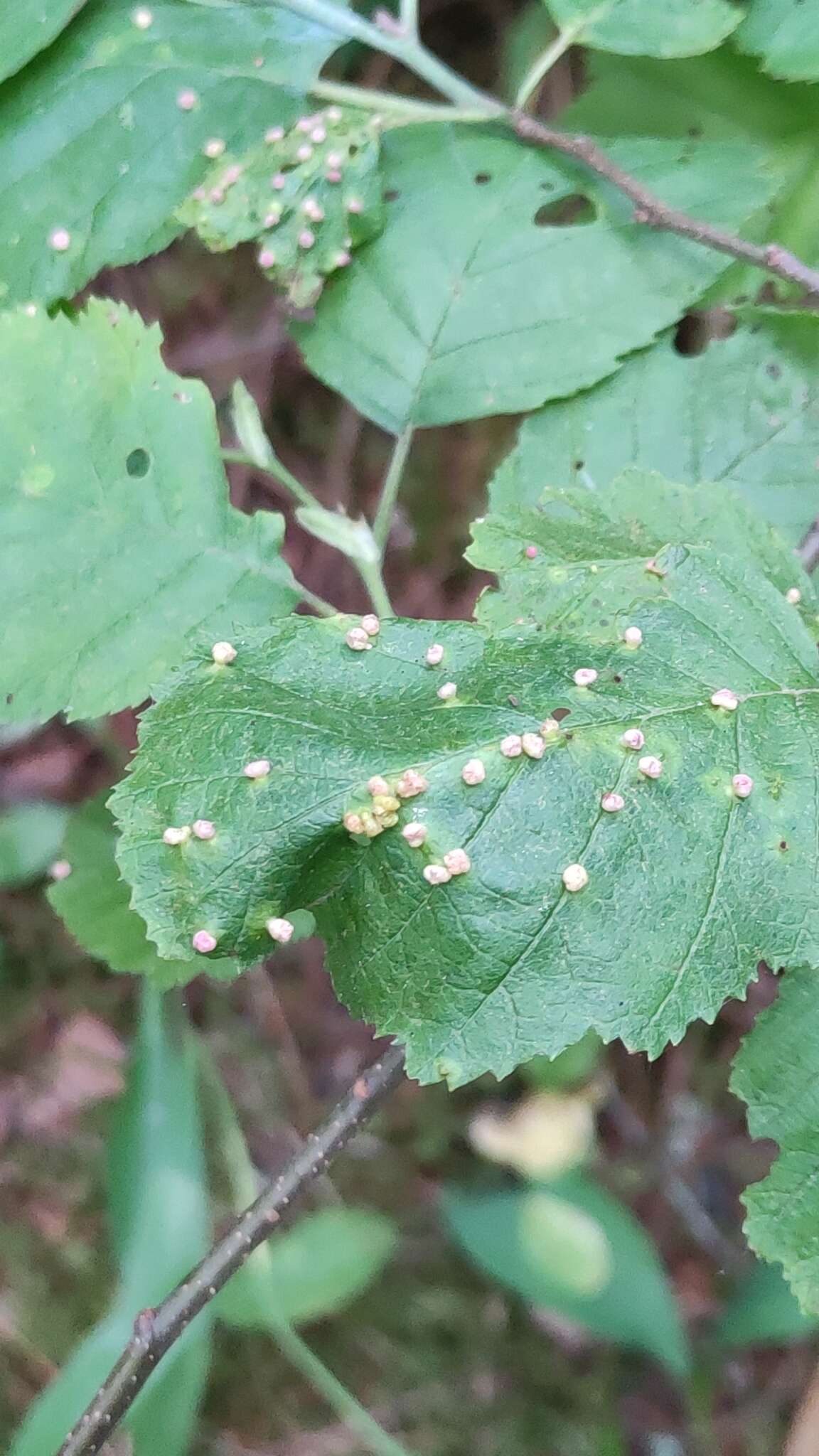 Image de <i>Eriophyes alniincanae</i>