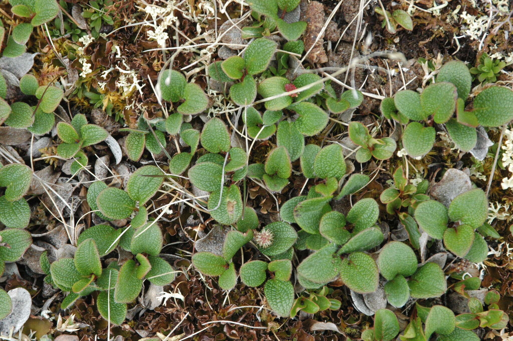 Image of netleaf willow