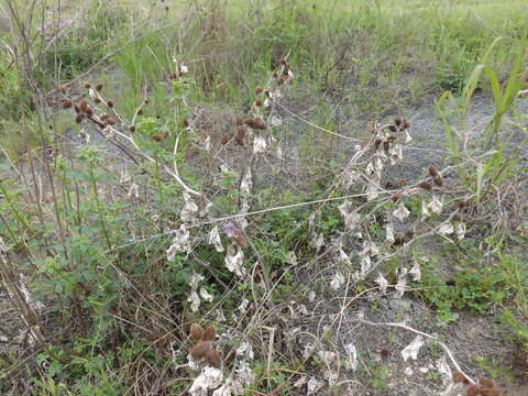 Image of Xanthium strumarium subsp. strumarium