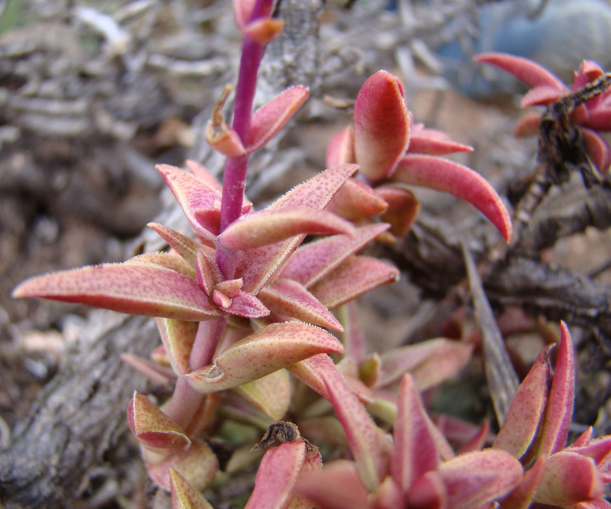 Image of Crassula capitella subsp. thyrsiflora (Thunb.) Tölken