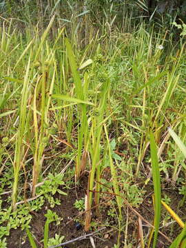 Image of Sparganium erectum subsp. erectum