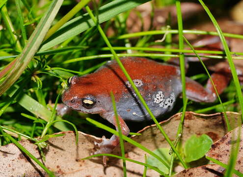 Image of Eastern Smooth Frog