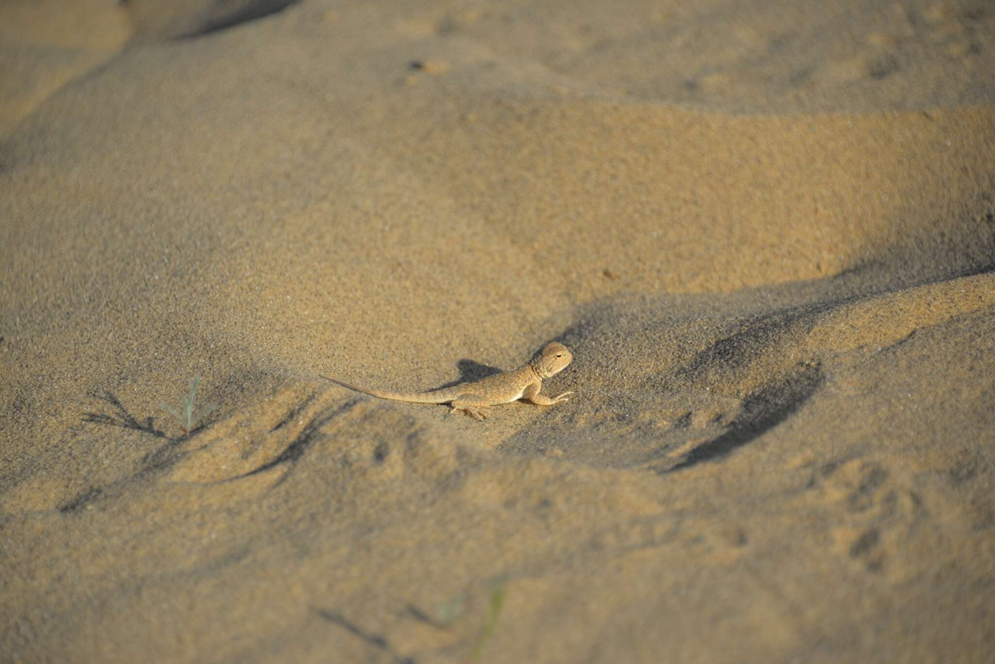 Image of Secret toadhead agama