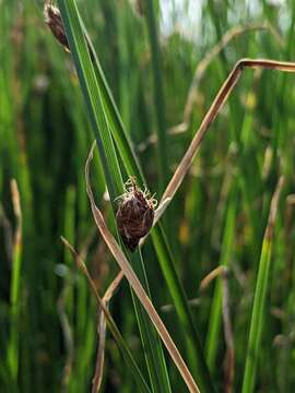 Image of Bolboschoenus planiculmis (F. Schmidt) T. V. Egorova