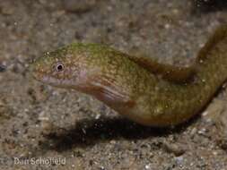 Image of Little moray
