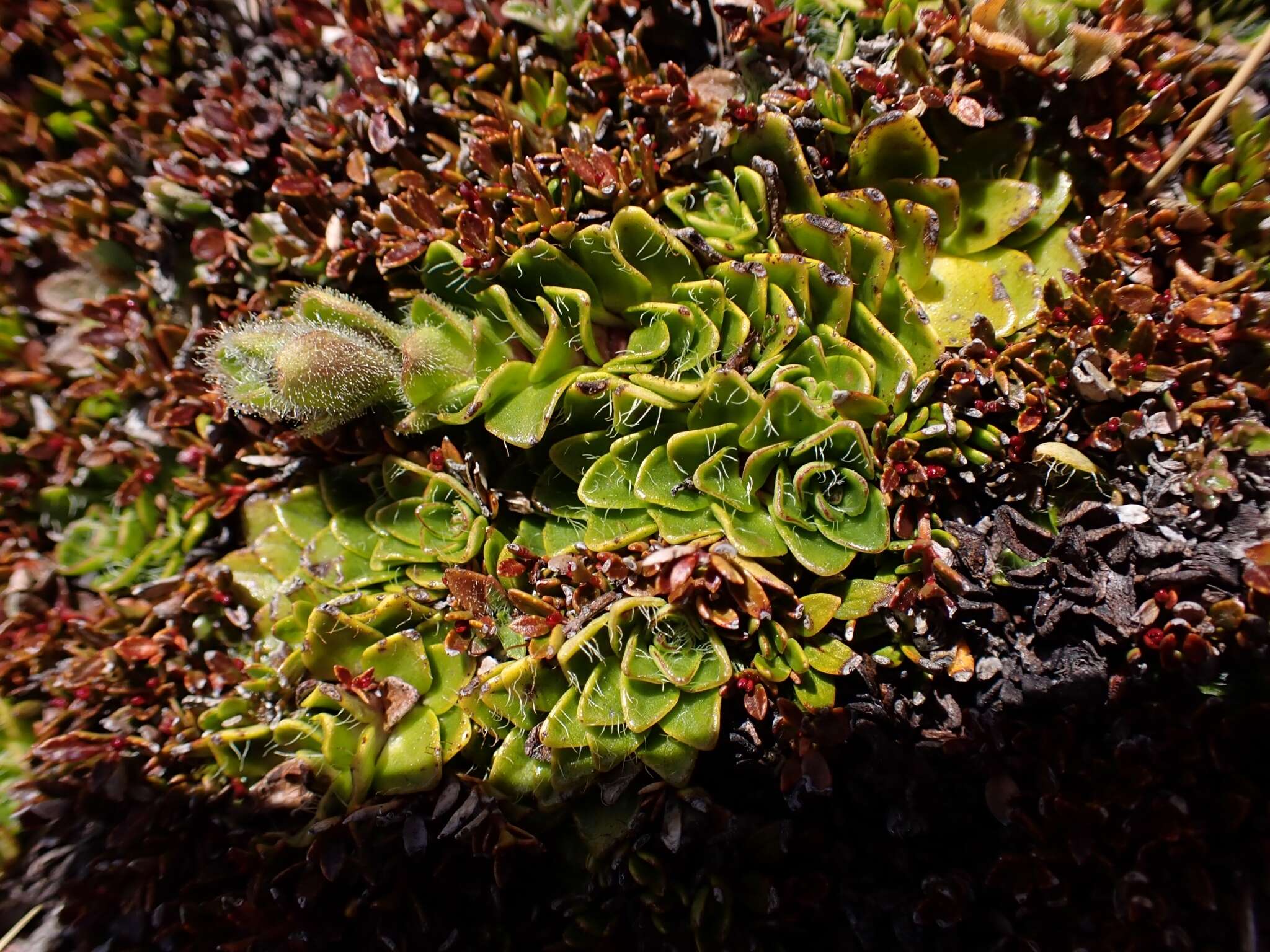 Image of Ourisia glandulosa Hook. fil.