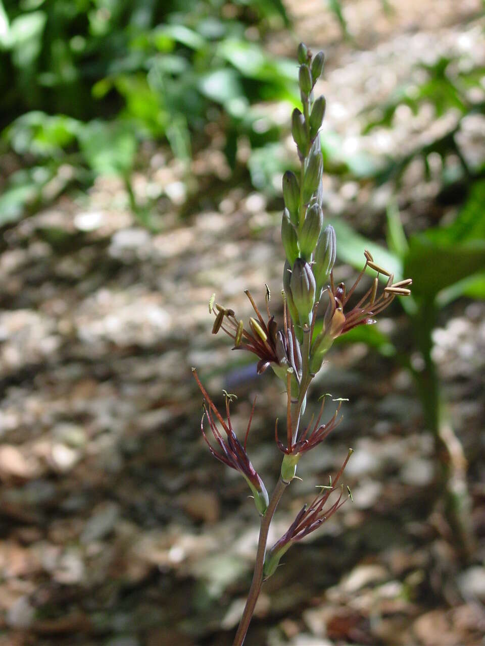 Image of Agave pratensis A. Berger