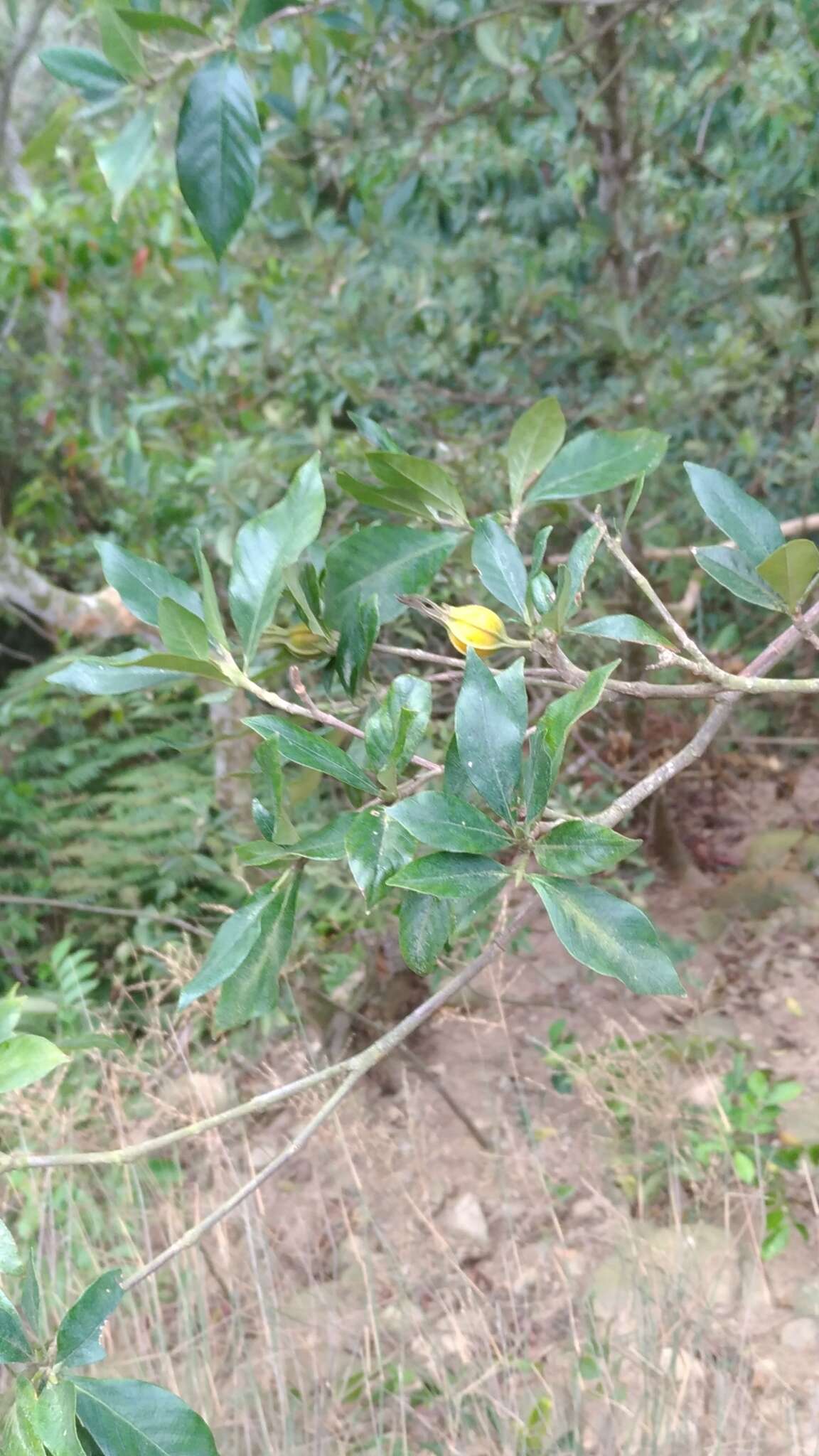 Image of Cape jasmine