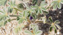 Image of purple desert lupine