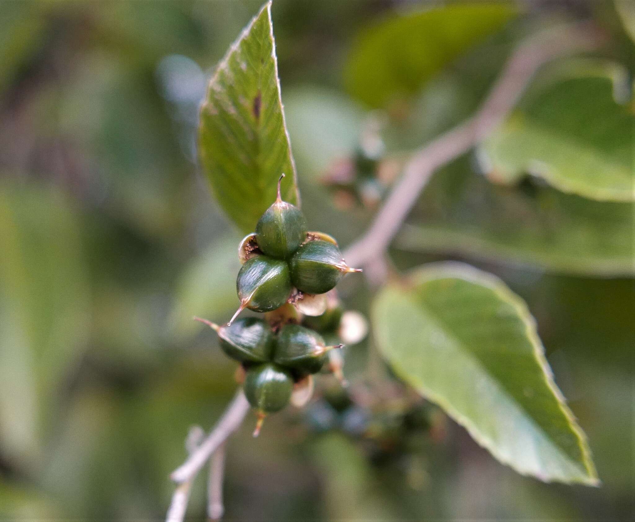 Image of Tetracera madagascariensis Willd. ex Schltdl.