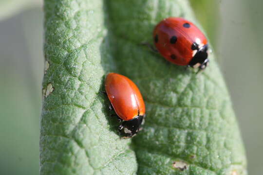 Image de Hippodamia quinquesignata ambigua Le Conte 1852