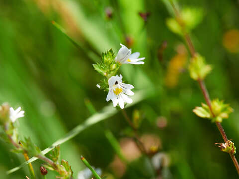 Image of Euphrasia officinalis L.