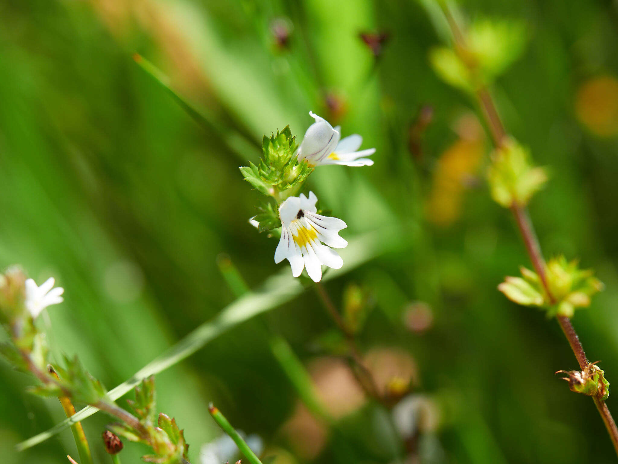 Imagem de Euphrasia officinalis L.