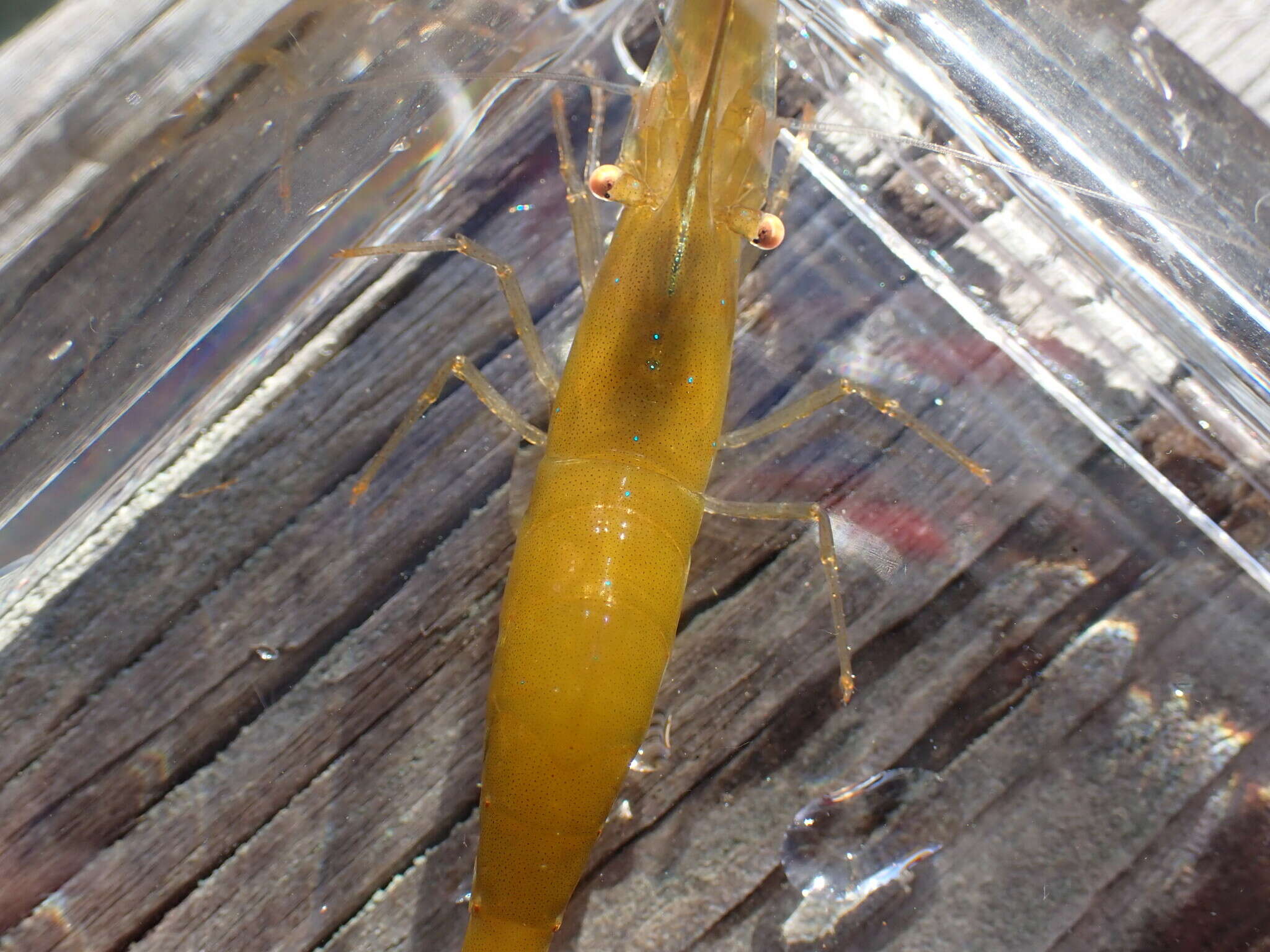 Image of stiletto coastal shrimp