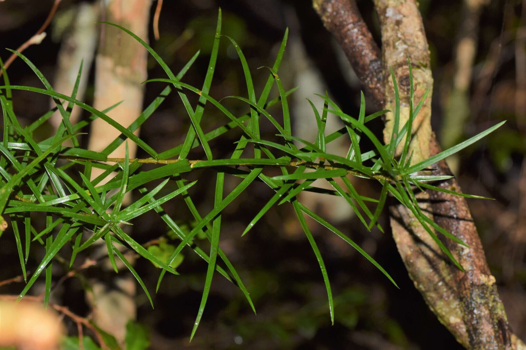 Image of Dracaena reflexa var. parvifolia Thouars ex H. Perrier