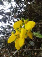 Image of Calceolaria crenatiflora Cav.