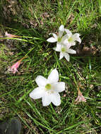 Zephyranthes atamasco (L.) Herb. resmi