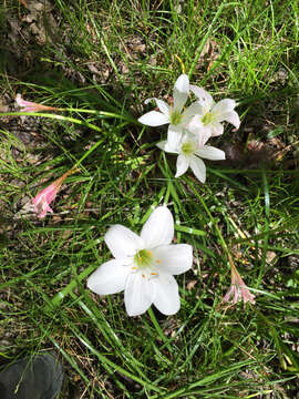 Image of Zephyranthes atamasco (L.) Herb.