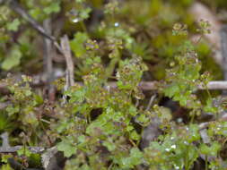 Image of Hydrocotyle callicarpa Bunge