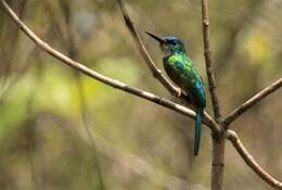 Image of Green-tailed Jacamar