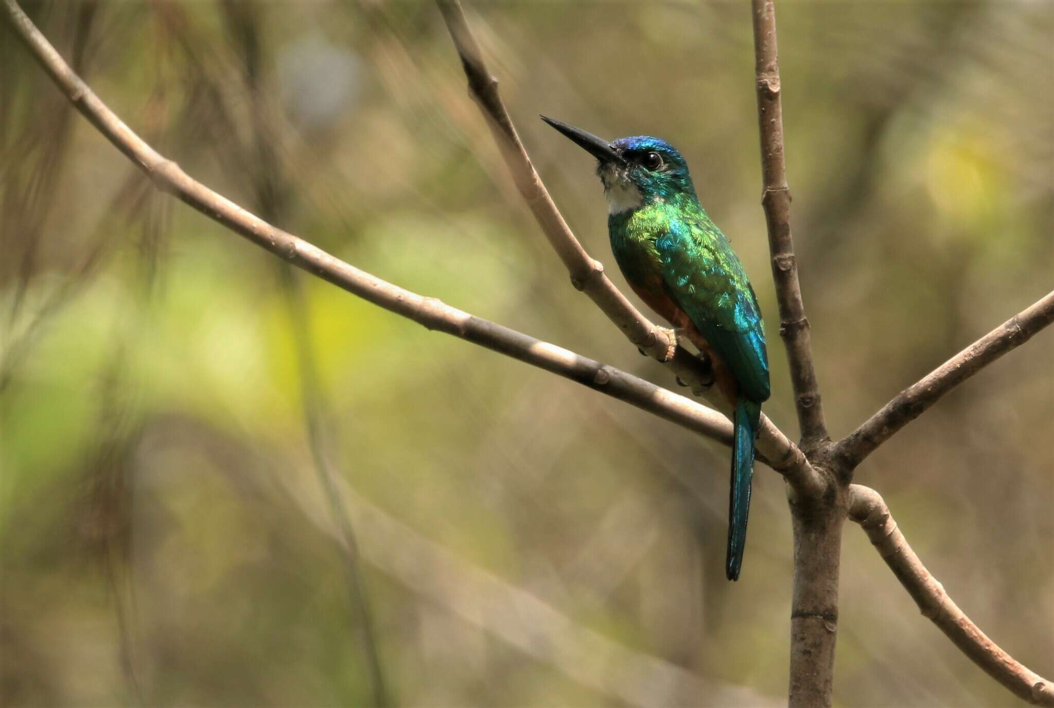 Image of Green-tailed Jacamar