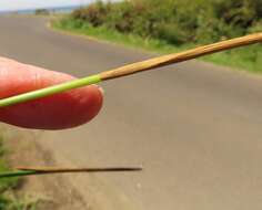 Image of Juncus hesperius (Piper) Lint