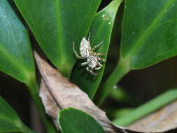 Image of Jumping spider