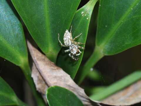 Image of Jumping spider