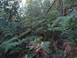 Image of Woolly Tree Fern