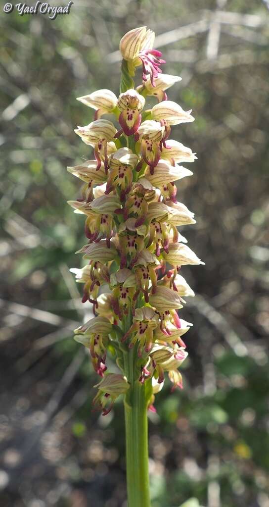 Orchis galilaea (Bornm. & M. Schulze) Schltr. resmi