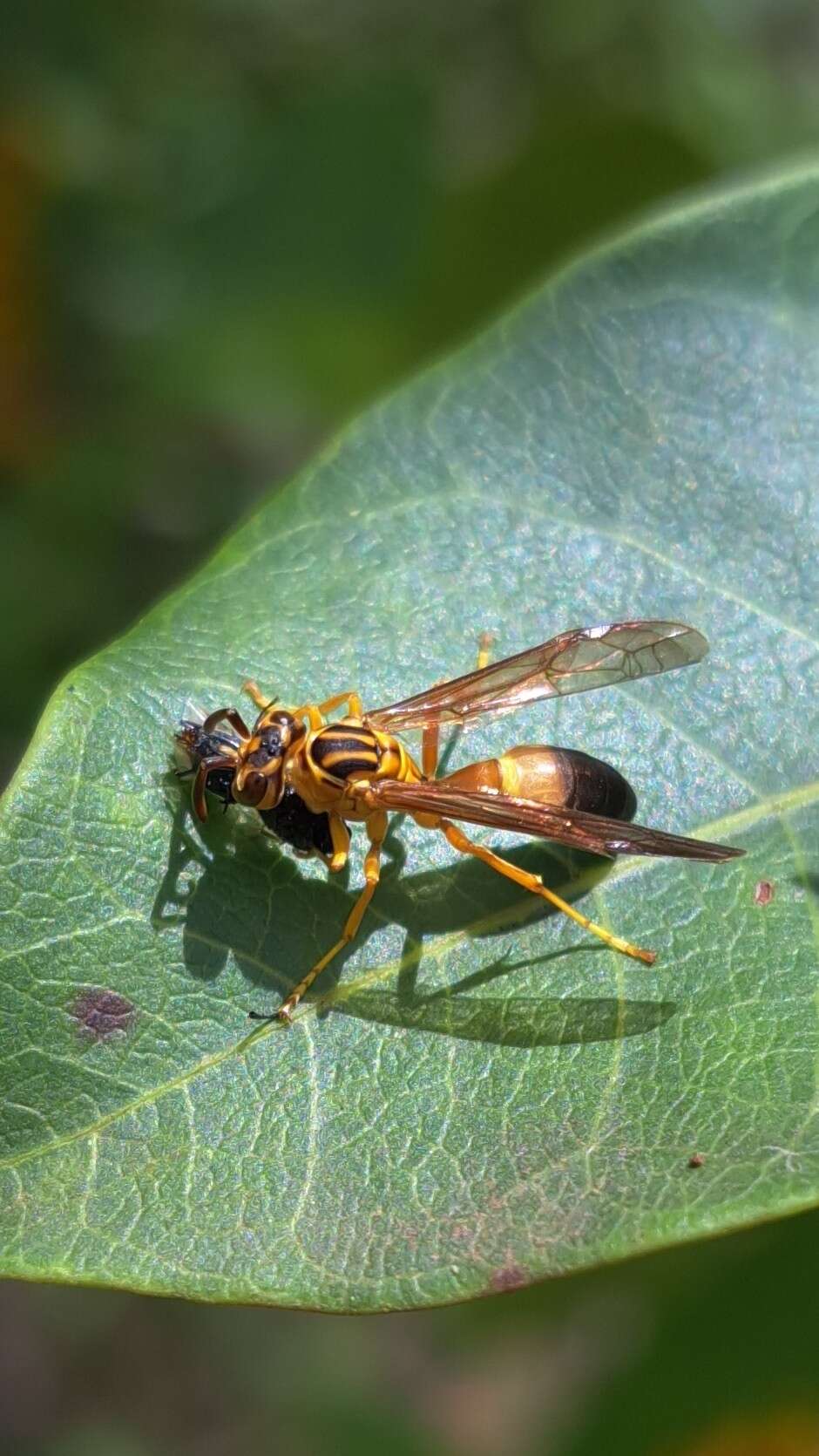 Image of Agelaia pallipes (Olivier 1791)