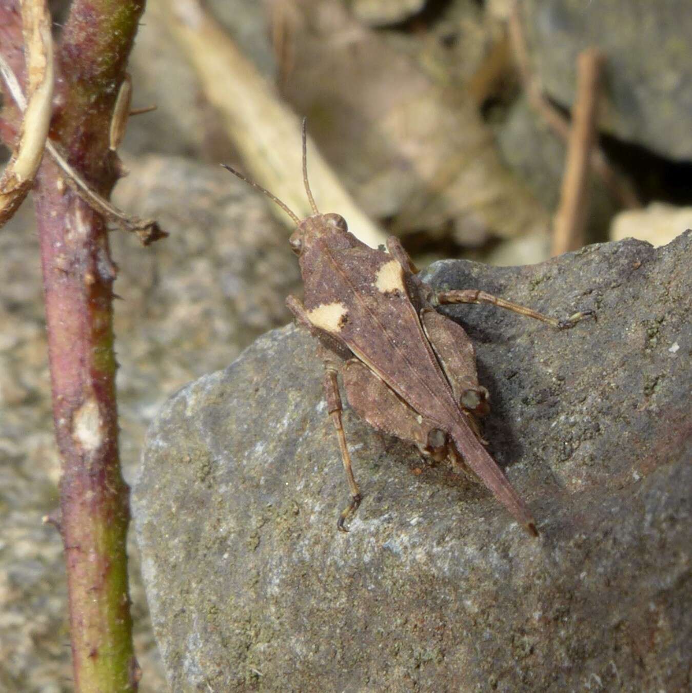 Imagem de Tetrix subulata (Linnaeus 1758)