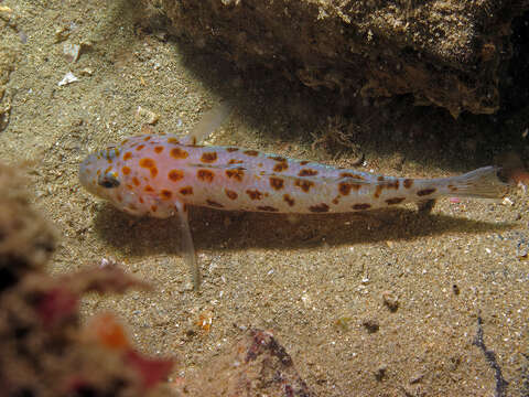 Image of Leopard-spotted Goby