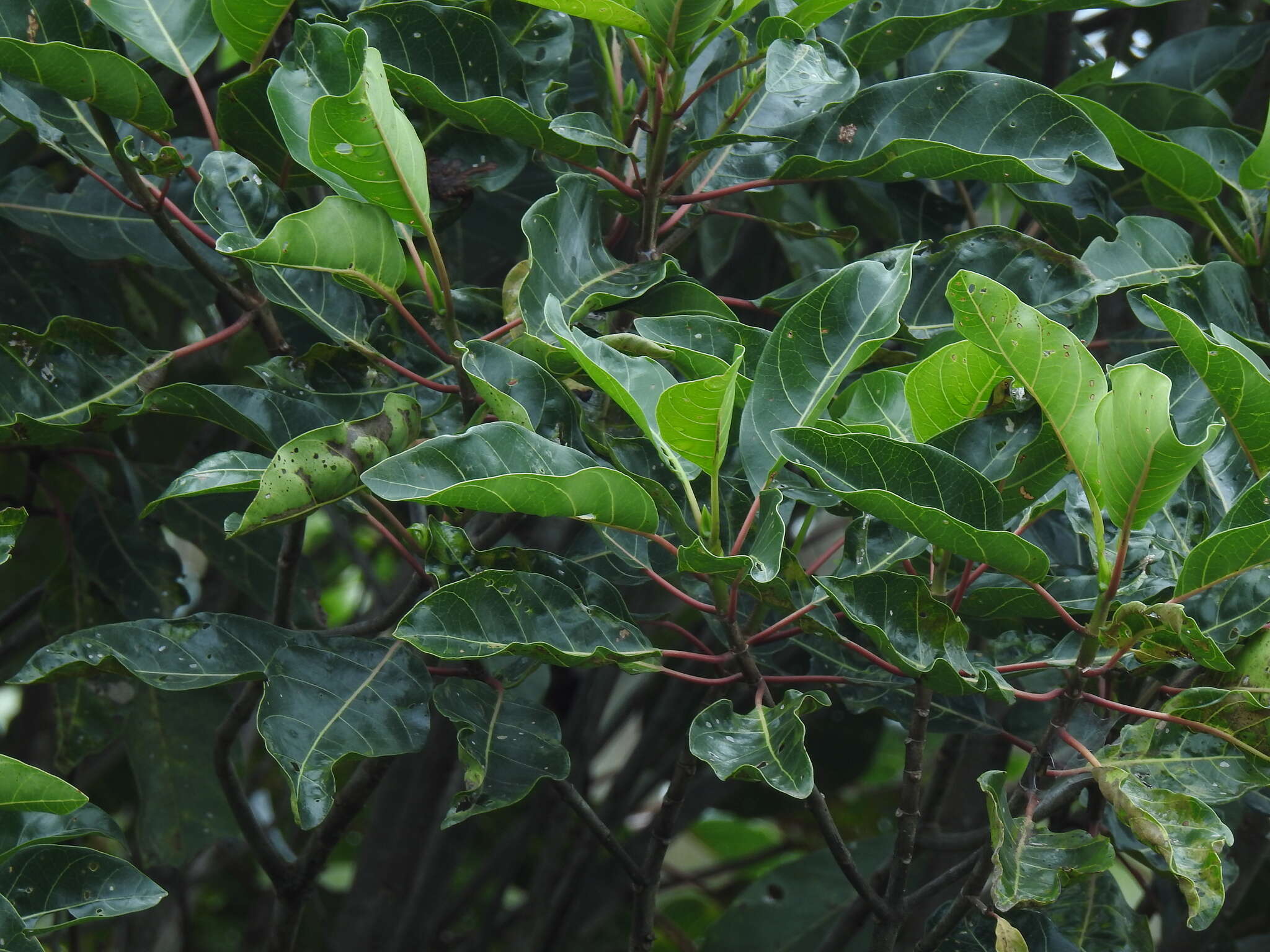 Image de Ladenbergia macrocarpa (Vahl) Klotzsch