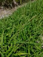 Image of Texas signalgrass