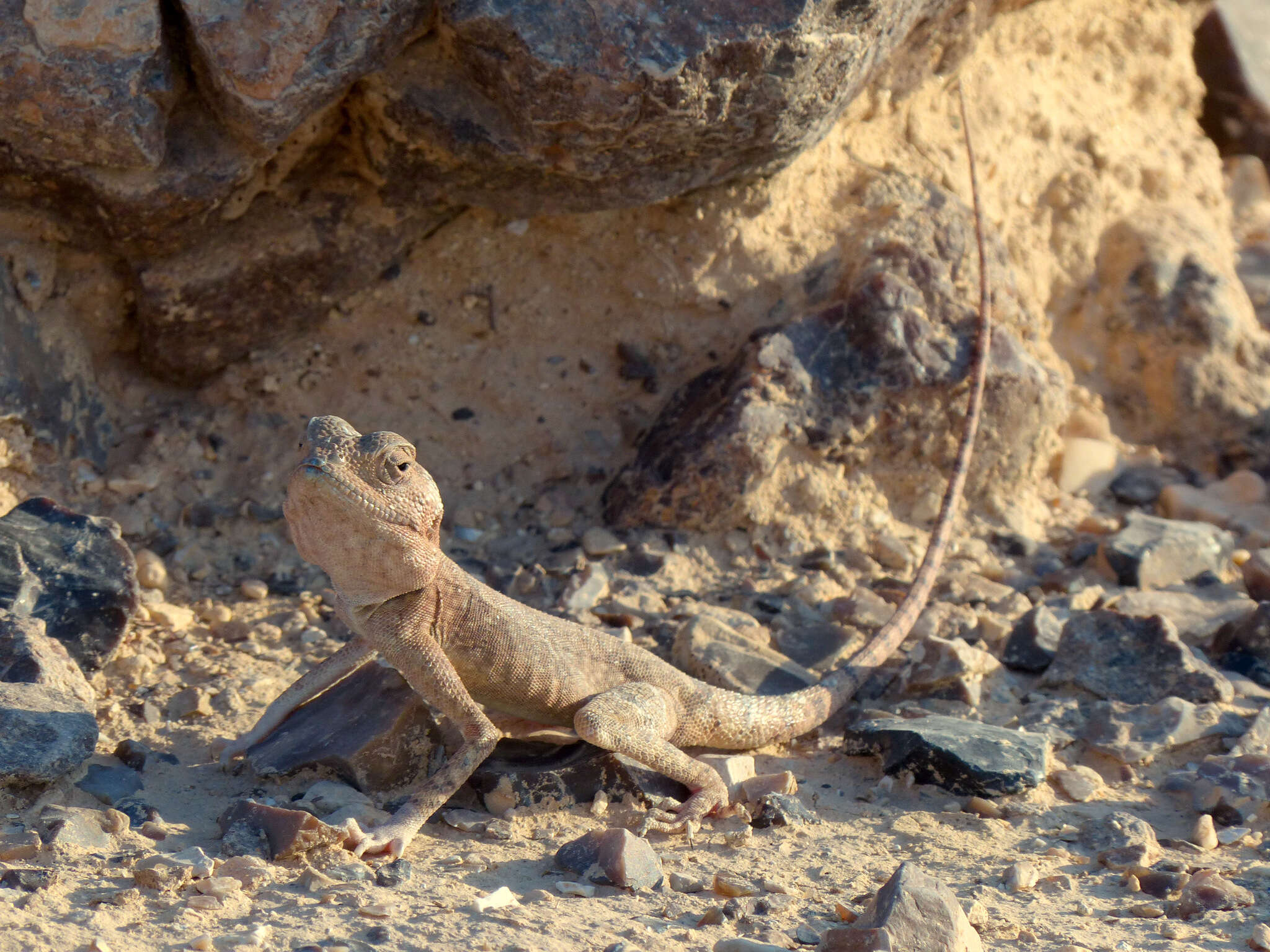 Imagem de Trapelus mutabilis (Merrem 1820)