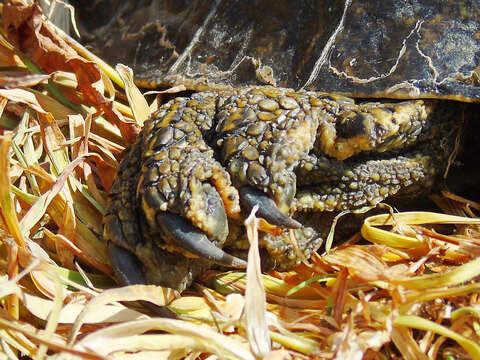 Image of Caspian turtle