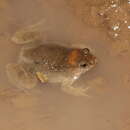 Image of Round-tongued Floating Frog