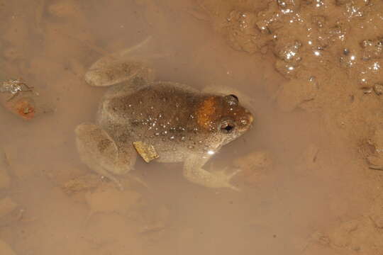 Image of Round-tongued Floating Frog