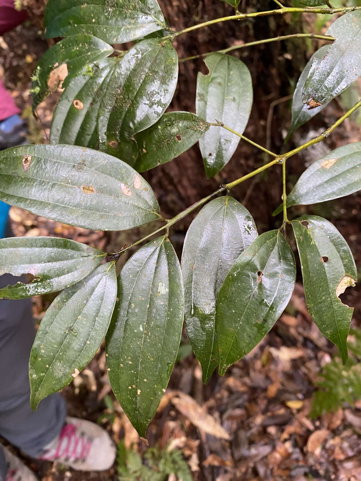 Image of Cinnamomum subavenium Miq.