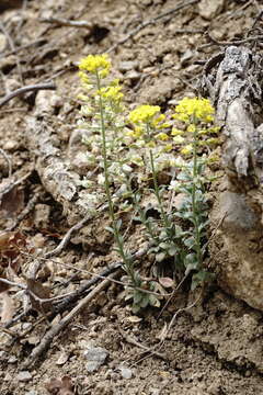 Image of Alyssum calycocarpum Rupr.