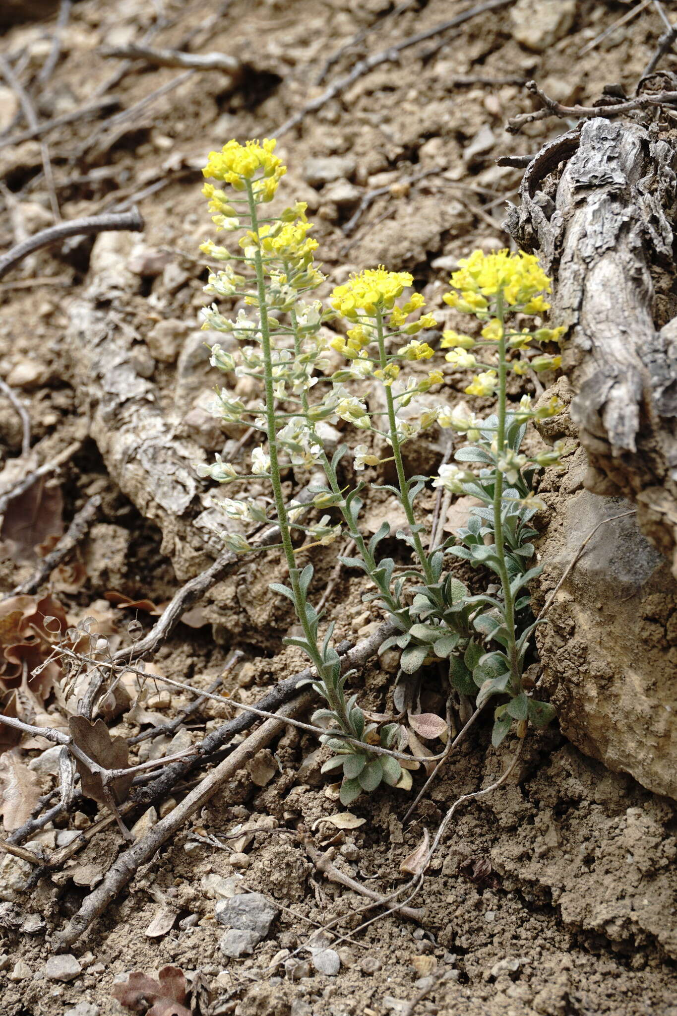 Sivun Alyssum calycocarpum Rupr. kuva