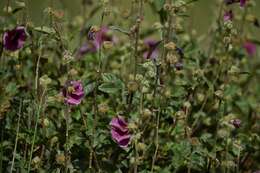 Image of Hibiscus diversifolius subsp. rivularis (Brem. & Oberm.) Exell